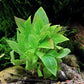 Hygrophila Corymbosa “Compact”              היגרופילה קורימבוסה קומפקט