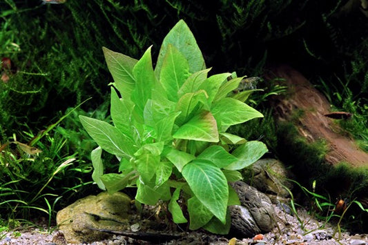 Hygrophila Corymbosa "Compact" היגרופילה קורימבוסה קומפקט