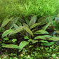 Cryptocoryne Purpurea  קריפטוקורין פורפוריה