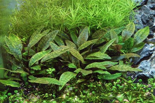 Cryptocoryne Purpurea  קריפטוקורין פורפוריה