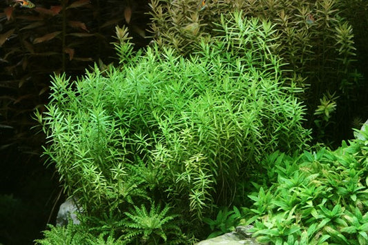 Rotala Rotundifolia sp. Green רוטלה רוטונדיפוליה אס פי גרין