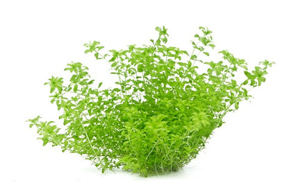 המיאנטוס גלומרטוס / מיקרנטמואידס  Hemianthus Glomeratus / Micranthemoides