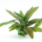 Cryptocoryne Purpurea  קריפטוקורין פורפוריה