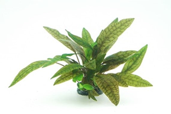 Cryptocoryne Purpurea  קריפטוקורין פורפוריה