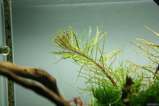 לודוויגיה אינקלינטה טורנדו Ludwigia Inclinata Var. Tornado