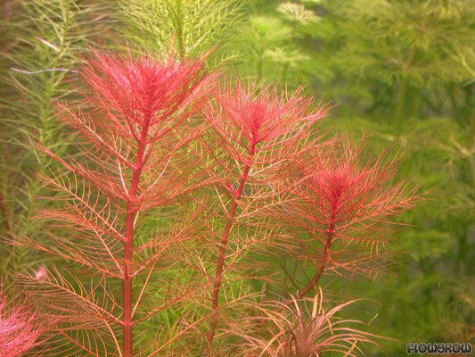 מיריופילום טוברקולטום Myriophyllum Tuberculatum