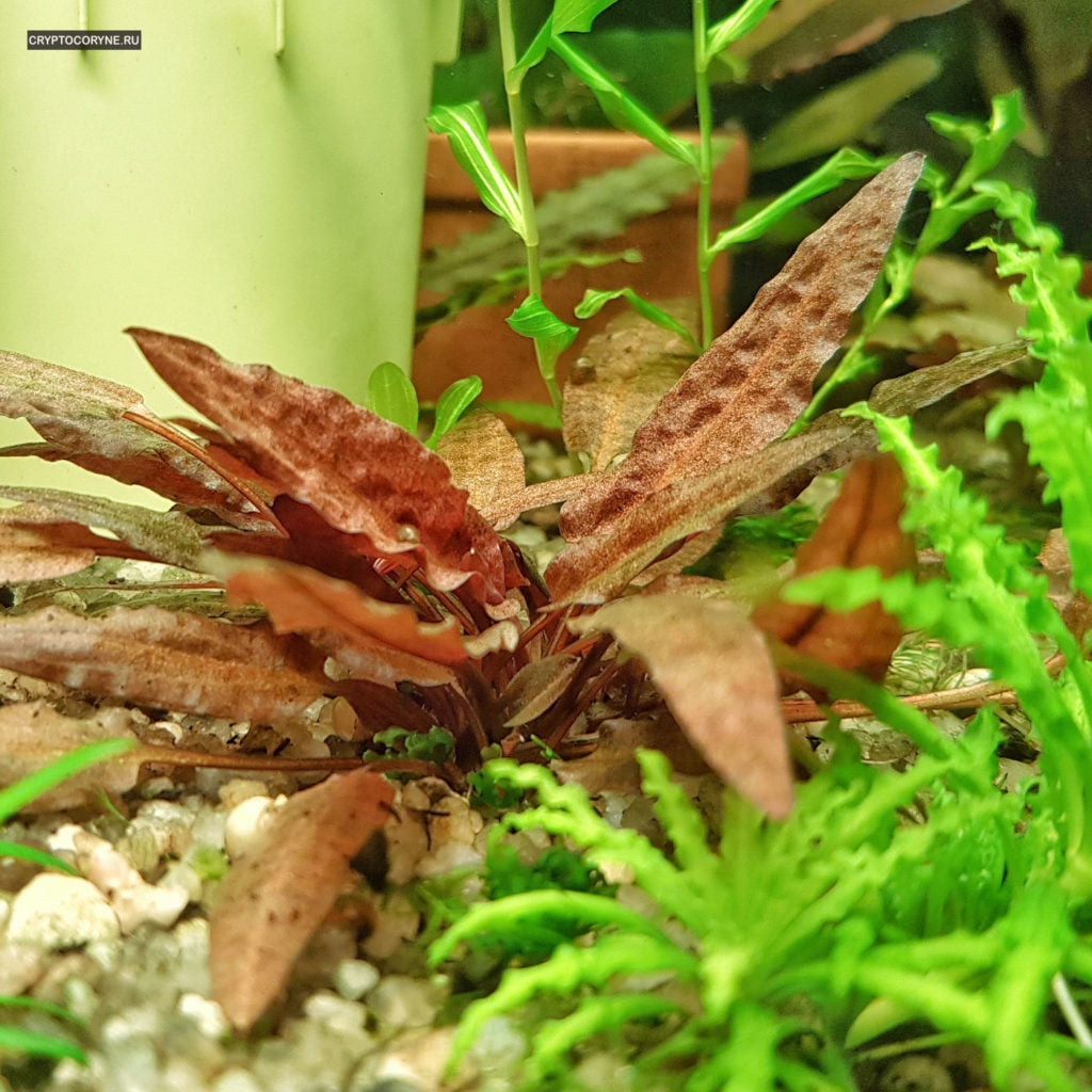 קריפטוקורין וונדטי "הפנתר הורוד "Cryptocoryne wendtii "Pink Panther"