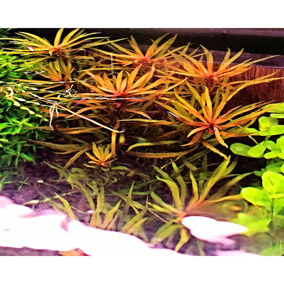 Pogostemon sp Kimberley 
פוגוסטמון קימברלי
