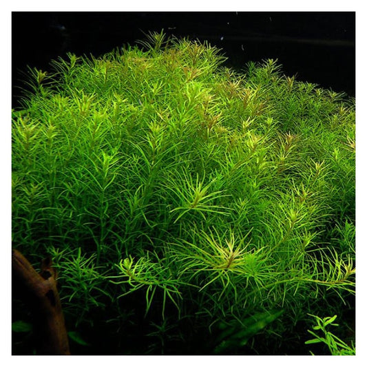 Rotala Nanjenshan רוטלה נאניאנשן