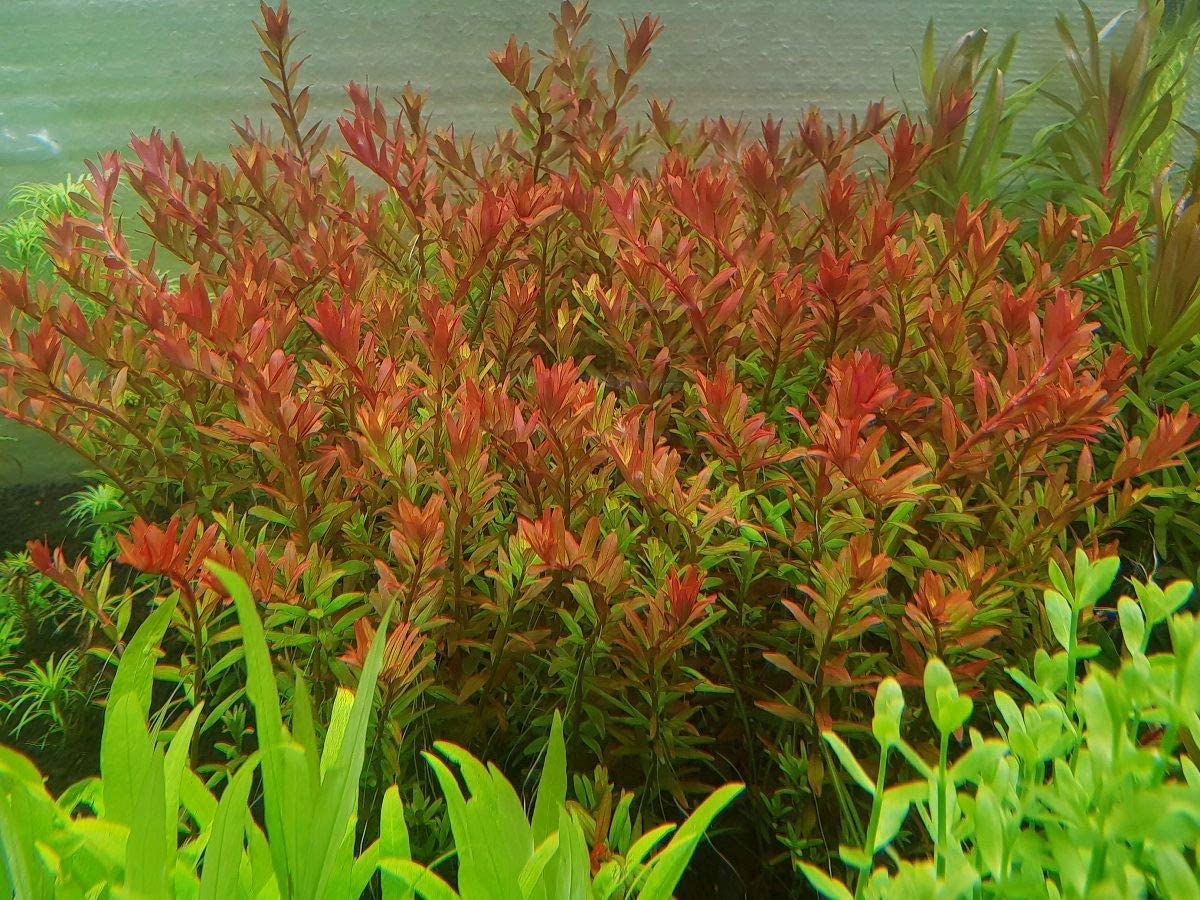 Rotala Rotundifolia Orange Juice  רוטלה רוטונדיפוליה אורנג׳ ג׳וס