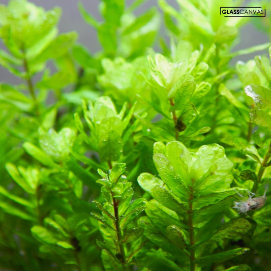 רוטלה סאהיאדריכה Rotala Sahyadrica