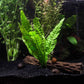 מיקרוסורום פטרופוס / שרך ג׳אווה Microsorum Pteropus / Java Fern