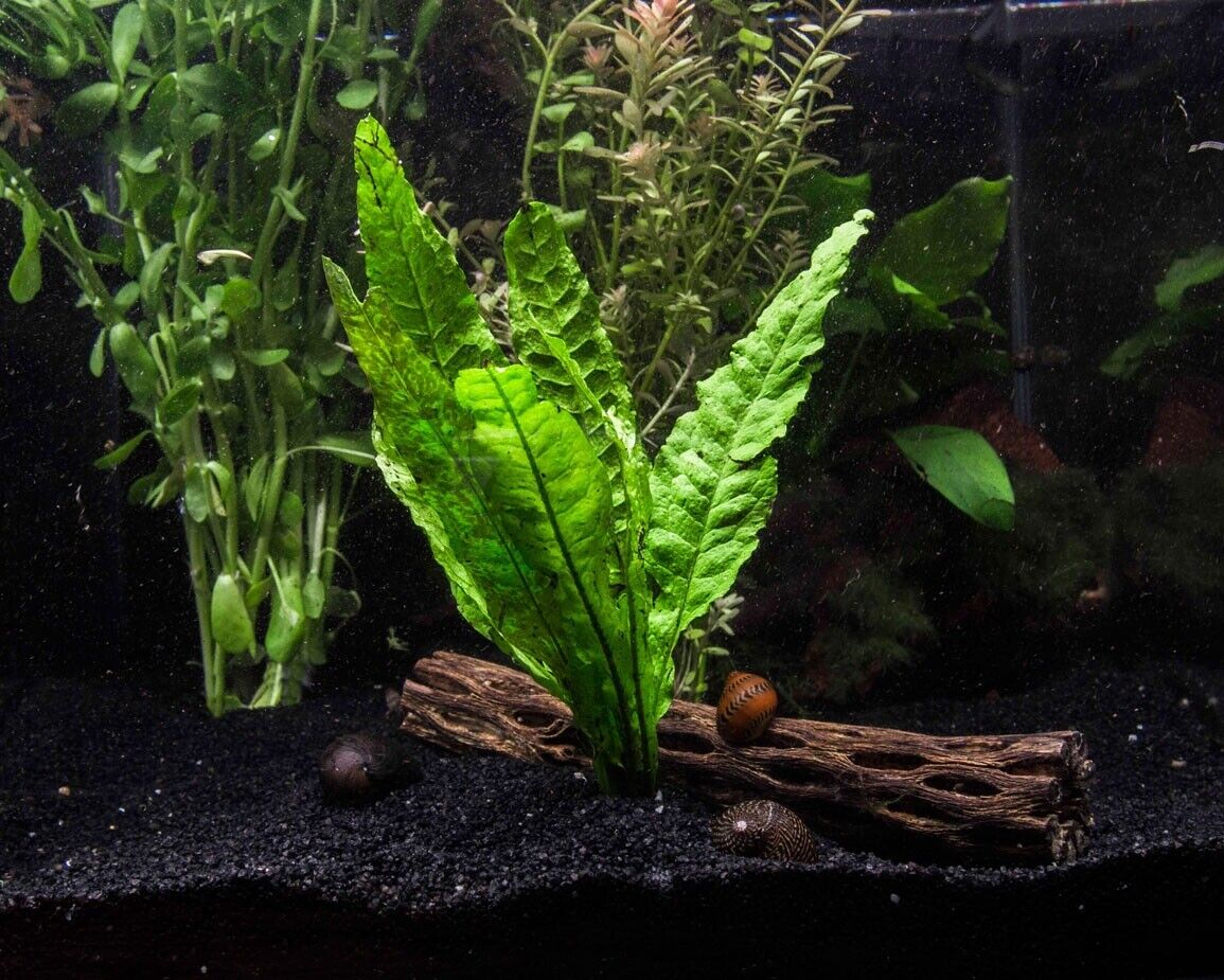 מיקרוסורום פטרופוס / שרך ג׳אווה Microsorum Pteropus / Java Fern