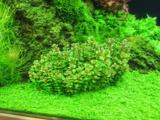 Rotala Indica (Ammania Bonsai)  רוטלה אינדיכה (אמניה בונזאי)