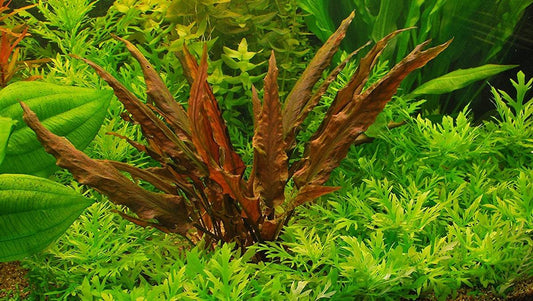 Cryptocoryne Affinis Red קריפטוקורין אפיניס רד